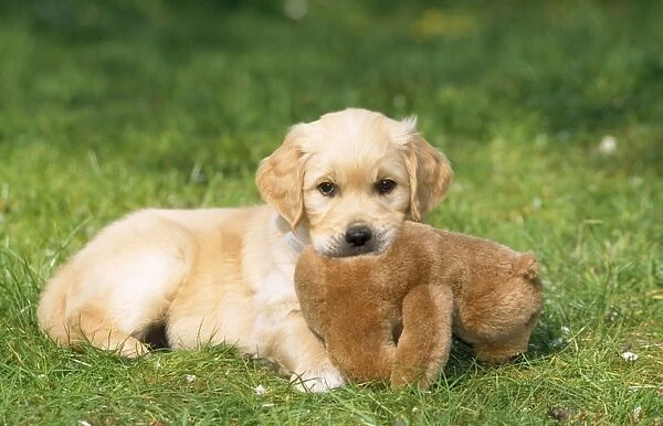 Golden Retriever Dog - puppy with toy on grass