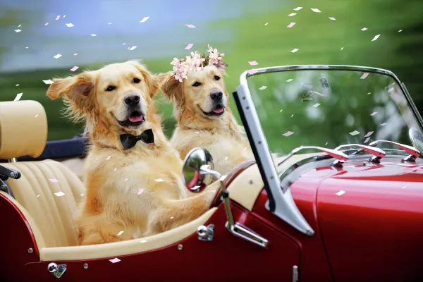 Golden Retriever Dog - wedding couple in car Digital Manipulation: Dog on right (JD) bow tie (JD) Flowers (JD)