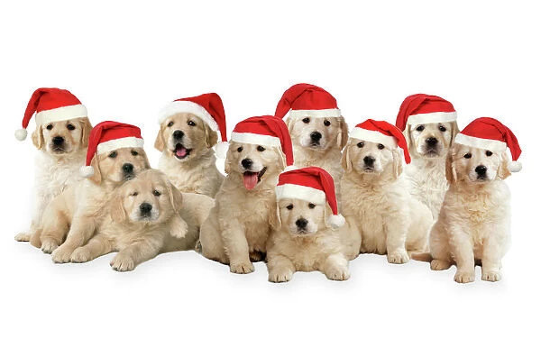 Golden Retriever Dogs - puppies wearing Christmas hats