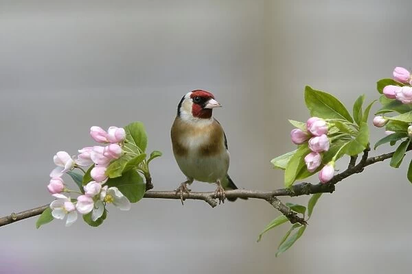 Goldfinch - perched on branch with Spring blossom - April - Breckland - UK