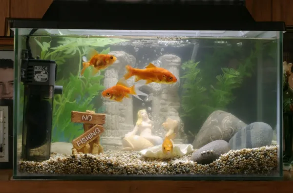 https://www.mediastorehouse.com.au/p/172/goldfish-goldfish-tank-bedfordshire-uk-1292283.jpg.webp