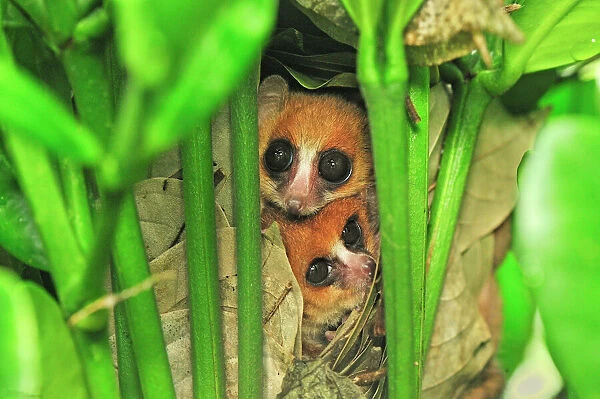 Goodman's Mouse Lemur in the nest - new species discovered in Aug 2005 - Masoala National Park - Madagascar