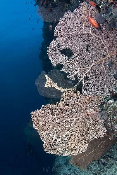 Gorgonian Sea Fan at Brocken Thila - South Ari Atoll - Maldives