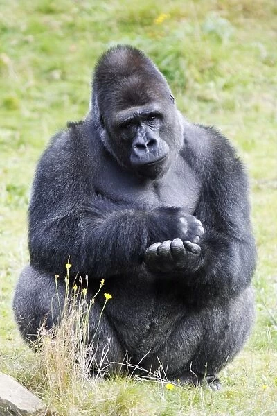 Gorilla - male sitting and resting, distribution - central Africa, Congo, Zaire, Rwanda