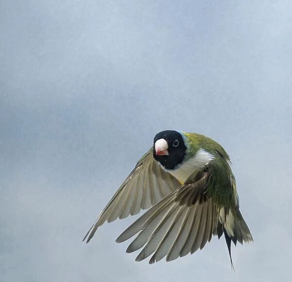 Gouldian Finch In flight turning head on wings down