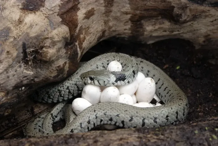 Framed Print : Grass / Ringed Snake Print - Coiled around Eggs Framed Print : Grass / Ringed Snake Print - Coiled around Eggs