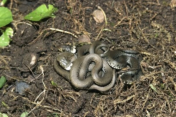 Grass Snake - several entwined on ground