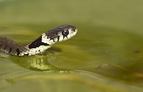 Grass Snake - swimming - Bedfordshire UK 13529