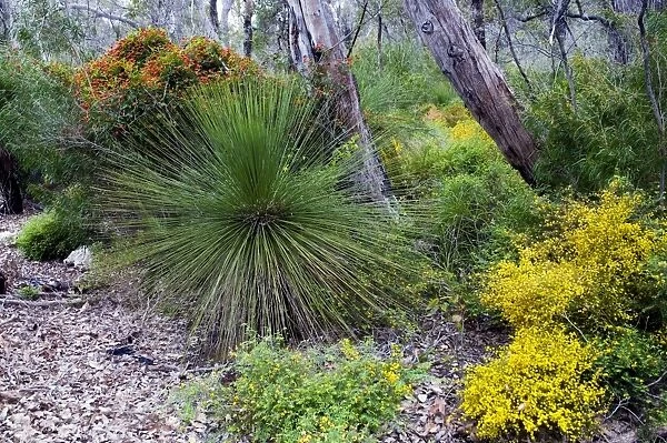 Grass-tree  /  Blackboy with flowering Coral Vine and Prickly Moses. Boranup Forest, Leeuwin-Naturaliste National Park, Western Australia
