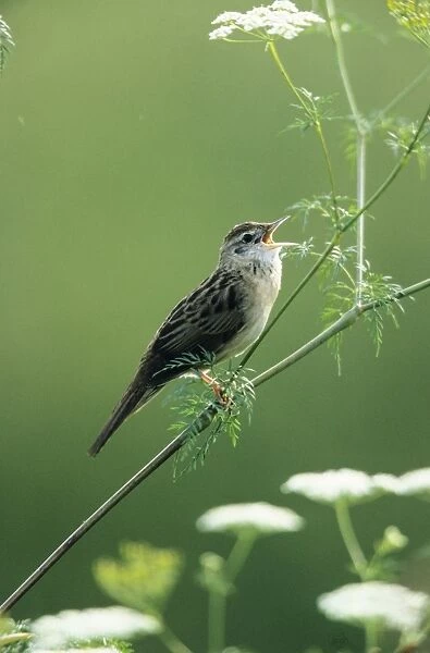Grasshopper Warbler - singing from perch in wild Angelica
