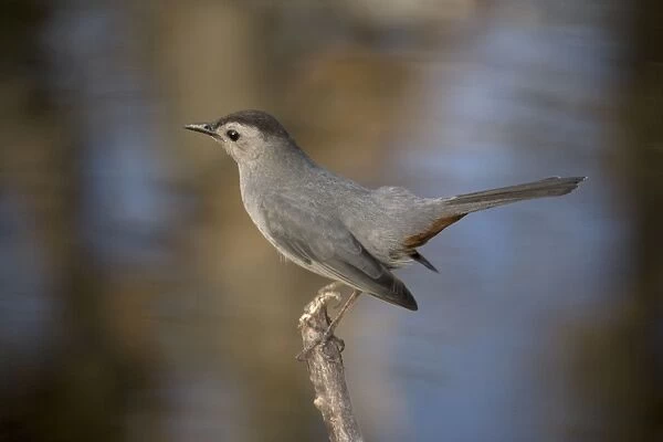Gray catbird. Relative of mockingbirds