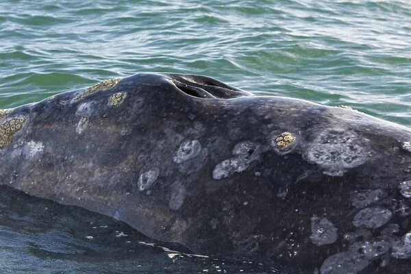 Gray Whale - San Ignacio Lagoon, Baja California, Mexico