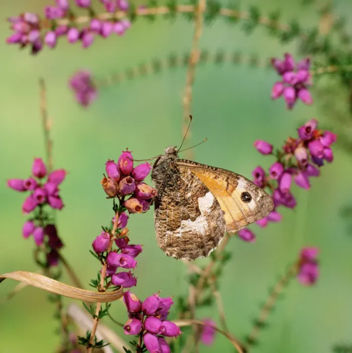 Framed Print : Grayling Butterfly Print (Hipparchia semele) JAB-3375 Framed Print : Grayling Butterfly Print (Hipparchia semele) JAB-3375