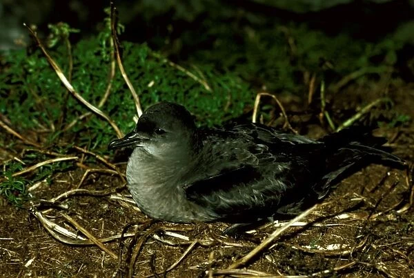 GRB00654. AUS-833. Short-tailed shearwater