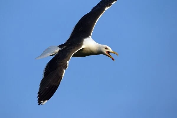 Great Black Backed Gull-In courtship flight, Isle of Texel, Holland