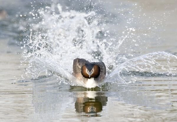 Great Crested Grebe, Display rushing across water, Lakes & Rivers. Norfolk UK
