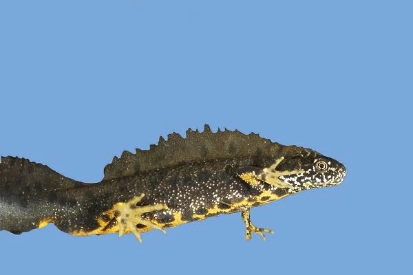 Great Crested Newt - male. Cut-out and placed on blue background