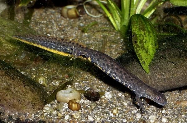 Great Crested Newt - in non-breeding condition lacking the high crest and bright colours of Spring