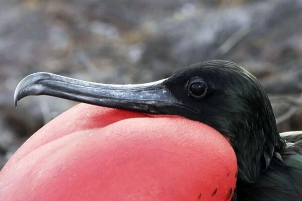 Great Frigatebird. Genovesa Island. Galapagos Islands