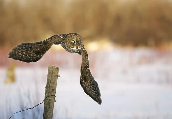 Great Grey Owl - Standing 27 in tall with a wingspan of 52 inches this is our longest owl. When vole populations crash in the boreal forests where they nest they often move south in search of food