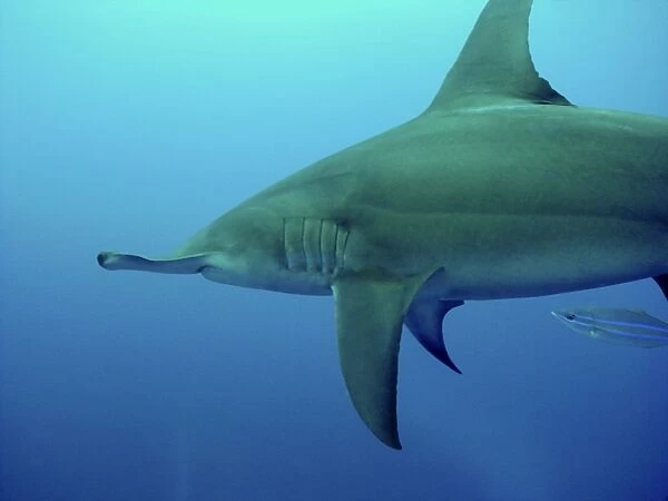 Great Hammerhead Shark Swimming with small fish, continental shelf Bahamas