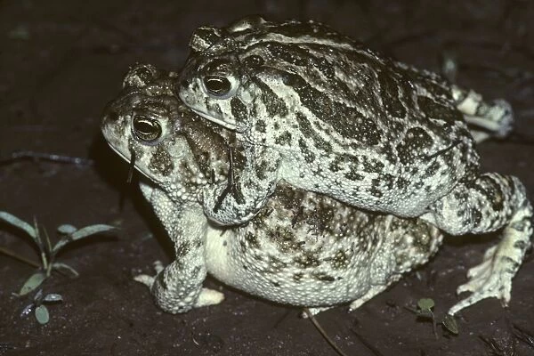 Great Plains Toads. Mating - Arizona - Inhabits prairies or desert often breeding after heavy rains in summer in shallow temporary pools or quiet water or streams-marshes-irrigation ditches