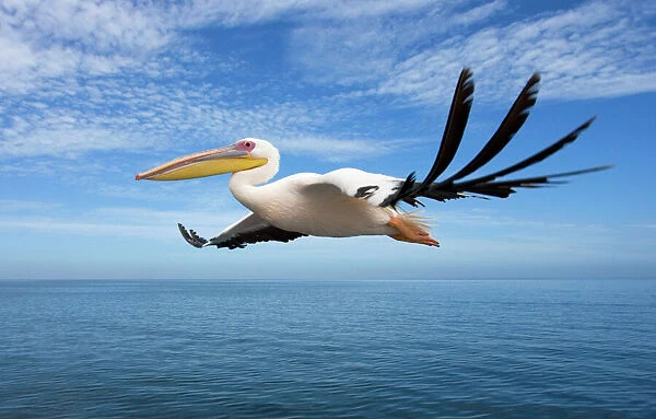 Great White Pelican - In flight over the Atlantic Ocean near Walvis Bay Namibia. Africa