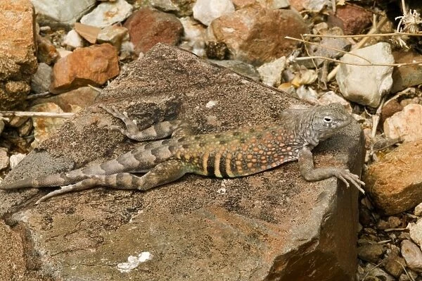 Greater Earless Lizard - male in breeding colors-lives in middle elevations of Arizona-New Mexico and Texas-eats insects and spiders. USA