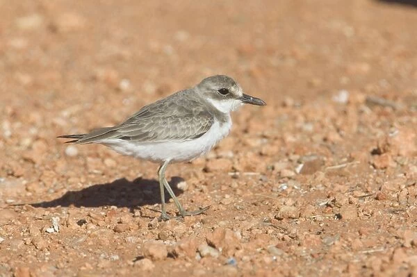 Greater Sand Plover At Finke sewage ponds, southern Northern Territory, Australia. This bird is far from its normal coastal habitat being at almost the exact Geographic Centre of Australia