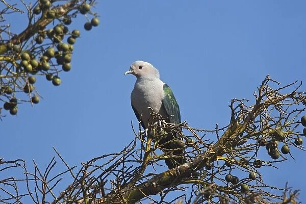 Green Imperial Pigeon - Komodo Island - Indonesia