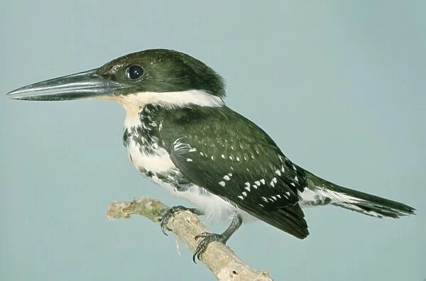Green Kingfisher - On perch