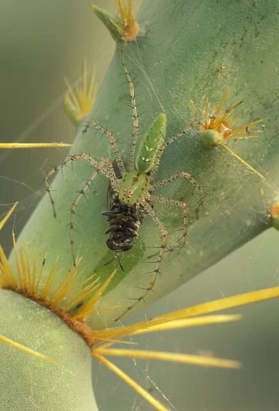 Green Lynx Spider - On prickly pear with prey - Arizona, USA - Preys on invertebrates attracted to blossoms