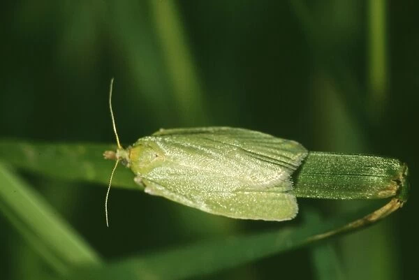 Green Oak Roller Moth ROG 3646 Tortrix viridana © Bob Gibbons  /  ARDEA LONDON