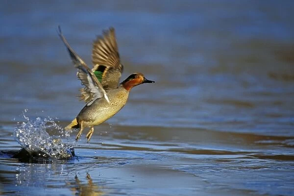 Green-winged Teal - drake lifting off pond. British Columbia, Pacific Northwest. Winter. bd715