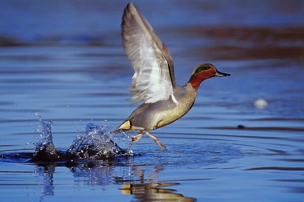Green-winged Teal drake - taking off Pacific Northwest, winter. bd616