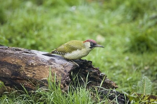 Green Woodpecker - Female feeding on rotting log Oxon UK October