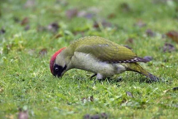 Green Woodpecker - Male feeding on lawn Lower Saxony, Germany
