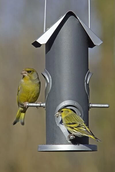 Greenfinch and Siskin (Carduelis spinus) - at feeder in garden, Lower Saxony, Germany