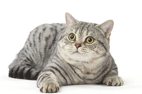 american shorthair cat grey