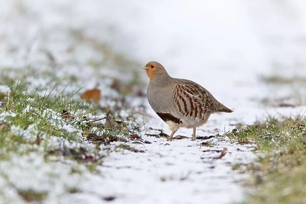 Grey  /  Common Partridge - crossing snow covered farm track - Lower Saxony - Germany