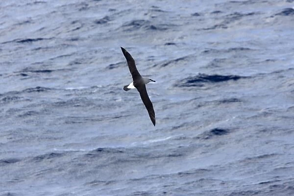 Grey-Headed Albatross - Flying over sea