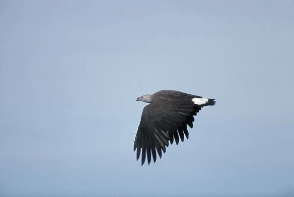 Grey Headed Fishing Eagle - in flight - Sri Lanka