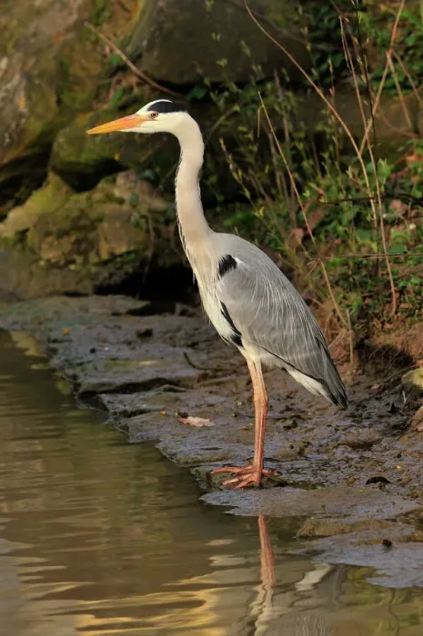Framed Print : Grey Heron Print, Germany Framed Print : Grey Heron Print, Germany
