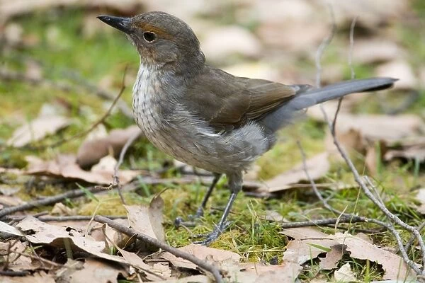 Grey Shrike-thrush - On ground Juvenile from Hellyer Gorge State Reserve, Tasmania. Widespread throughout most of Australia in a wide variety of habitats from coastal forests to the arid interior