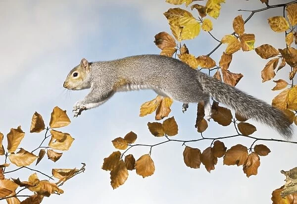 Grey squirrel - jumping side view UK 005339