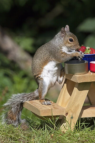 Grey squirrel sitting on a mini picnic bench eating a nut, natural setting