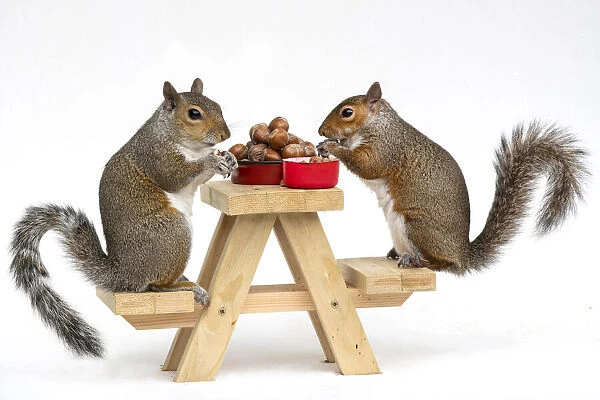 Two Grey Squirrels, on a little picnic bench eating nuts & Berries, white background