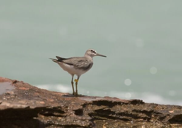 Grey-tailed Tattler - winter-plumaged bird with leg flag A winter-plumaged bird at Roebuck Bay near Broome, Western Australia. Breeds in arctic Russia and Siberia and winters in Southeast Asia and Australia