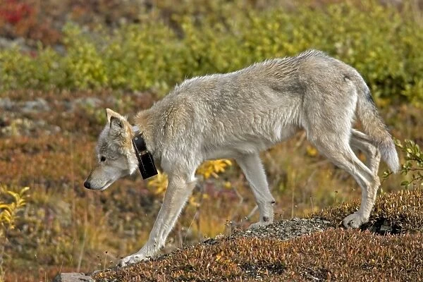 Grey Wolf, With radio collar, alpha female, Denali NP, Alaska, North America