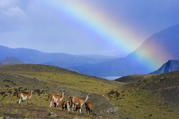 Guanaco - herd grazing on grassy slopes under a rainbow in front of Cuernos del Paine massif - Torres del Paine National Park - Patagonia - Chile - South America